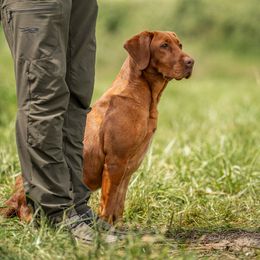Chloe - Labrador Retriever