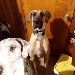 Zoe - Great Dane