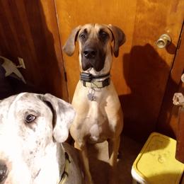 Zoe - Great Dane