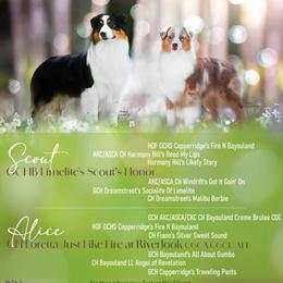 Australian Shepherd puppies from Riverlook Australian Shepherds