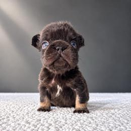 Nugget - Tricolors male French Bulldog puppy in Porter, Texas from Whatabulldog