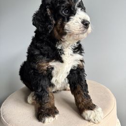 Bernedoodle, Bernese Mountain Dog, Cavalier King Charles Spaniel, and Goldendoodle Puppies from Adventure Doodles Of East TN