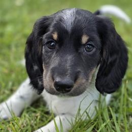 Available - They call me Mo-Mo - Piebald male Dachshund puppy in Salem, Oregon from Long'd Fore Dachshunds