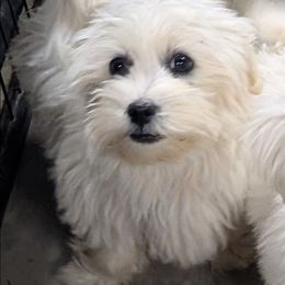 Little girl - White female Coton de Tulear puppy in Mead, Oklahoma from Bar W Cotons