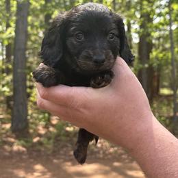 Roxy - Brindle female Dachshund puppy in Dinwiddie, Virginia from White Oak Kennels