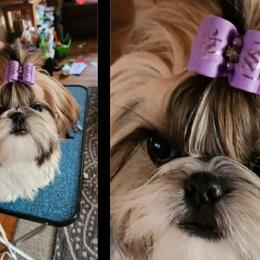 Flash - Shih Tzu