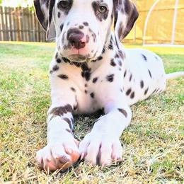 Dalmatian Puppies from Sublime Dalmatians