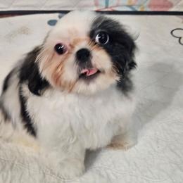Black collar boy - Tricolor male Shih Tzu puppy in Woodsfield, Ohio from ROSE LANE SHIH TZUS