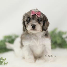 Contessa (Pink Collar Female) - Merle female Cavapoo puppy in Republic, Missouri from Red Skye Puppies