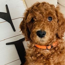 Boy 7 - Red  Goldendoodle puppy in Los Alamitos, California from Given Doodles