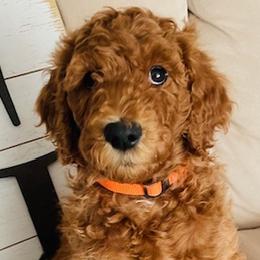 Boy 7 - Red  Goldendoodle puppy in Los Alamitos, California from Given Doodles