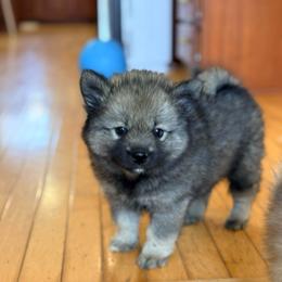 Fluffy - Wolf sable male Pomsky puppy in Doon, Iowa from Luxury Pomsky