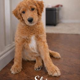 Goldendoodle Puppies from Skye Blue Goldendoodles