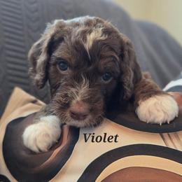 Violet - Brown and white female Aussiedoodle puppy in Prescott Valley, Arizona from Ramirez Family Doodles