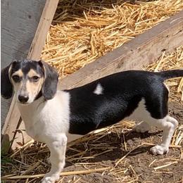 Whisper - Dachshund