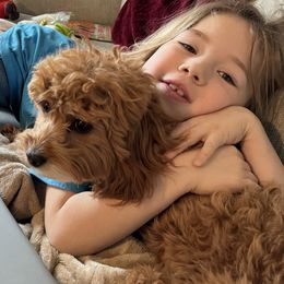Cavapoo Puppies from Yankee Doodle Dogs