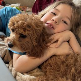 Cavapoo Puppies from Yankee Doodle Dogs