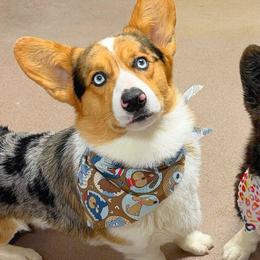 American Corgis from Southern Corgi Pack