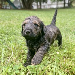 Goldendoodle Puppies from Truly More Doodles