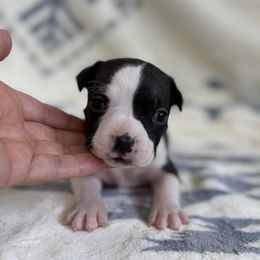 Black Brindle Female - Black brindle female American Pit Bull Terrier puppy in Nine Mile Falls, Washington from Bartin Kennels