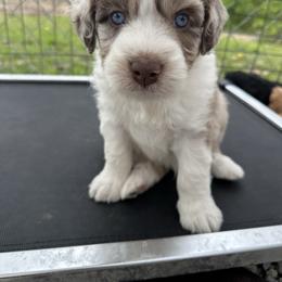 Boy 1 - Brown merle male Aussiedoodle puppy in Hillsboro, Illinois from Perfect Paws Puppies