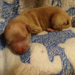 Boy 1 - Apricot male Poodle puppy in North Carolina from Faithful Hearts Kennel