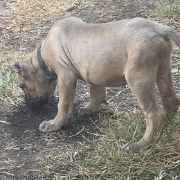 Cane Corso Puppies from Giosci Cane Corso