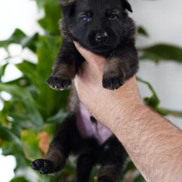 Wilder - Sable male German Shepherd puppy in Coarsegold, California from Yosemite Shepherds