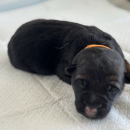 Boy 2 - Black and red male German Shepherd puppy in Perris, California from Aguilera's Puppies