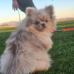 Izzy - Pomeranian