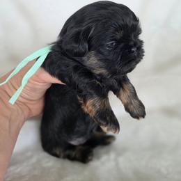 Roxy - Black and tan female Shih Tzu puppy in Waynesboro, Pennsylvania from Big Win Shih Tzus