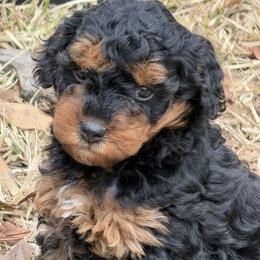 Goldendoodle puppies from Mermaids Lair Doodles