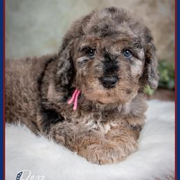 Tot - Blue merle female Bernedoodle puppy in Connersville, Indiana from Deaz Doodle Ranch