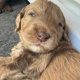Rune - Merle male Goldendoodle puppy in Pine Grove, California from Lundee Doodles