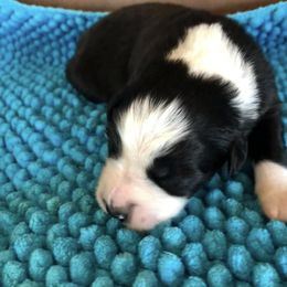 Miniature Australian Shepherd Puppies from Copper Line Aussies
