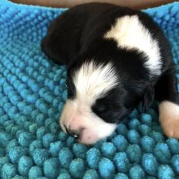 Miniature Australian Shepherd Puppies from Copper Line Aussies