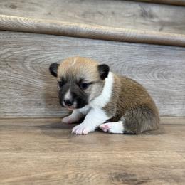 Camellia - Sable female Pembroke Welsh Corgi puppy in Phelan, California from Desert Sunset Pembroke Welsh Corgis