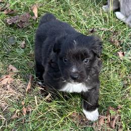 Aengus de La Rive - Black male Pyrenean Shepherd puppy in Ripley, Ohio from La Rive Pyr Sheps LLC