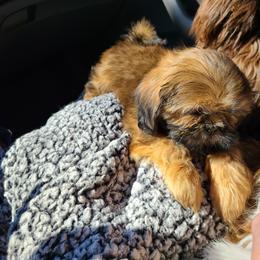 Shih Tzu Puppies from Tammy's Shihtzu Shack