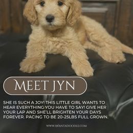 Goldendoodle Puppies from iWantaDoodle