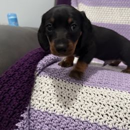 Geno - Black and tan male Dachshund puppy in Wesley Chapel, Florida from Russell Lee Overton