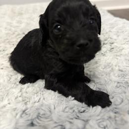 Female 2 - Black female Cockapoo puppy in Dahlonega, Georgia from Loveable Cockapoos