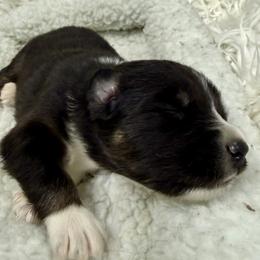 RTF - Red tri-color female Australian Shepherd puppy in Putnam County, New York from Highland Haven Australian Shepherds