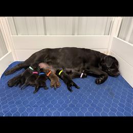 Puppy 3 - Black female Labrador Retriever puppy in Centreville, Maryland from Barbihaus Kennels