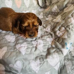Girl 1 - Red female Dachshund puppy in Oklahoma from DRB Dachshunds