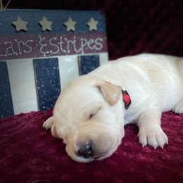 Labrador Retriever Puppies from Gochee Labs