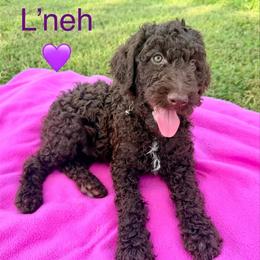 L'neh - Brown female Poodle puppy in Bristow, Oklahoma from Green Country Poodle Doodle LLC