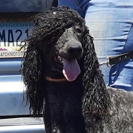 Gyda - Poodle