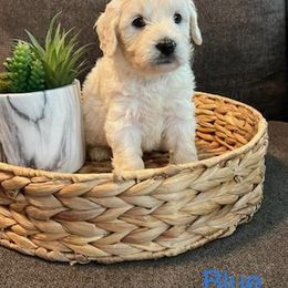 Goldendoodle Puppies from Pacific Goldendoodle, LLC
