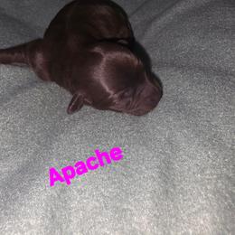 Apache - Brown and white female Aussiedoodle puppy in Loveland, Colorado from A&L Ranch Aussiedoodles